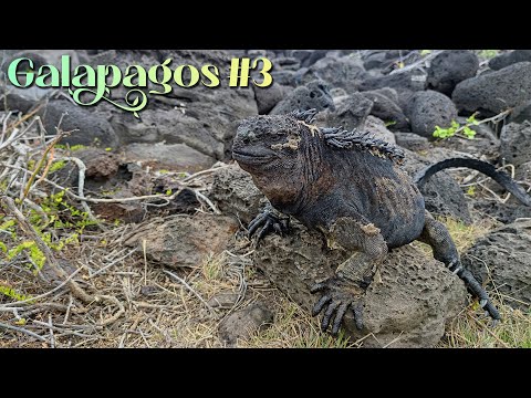 Видео: Галапагосы #3 - Переезд на Другой Остров, Морские Львы и Музей Истории Галапагосов