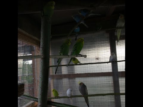 Видео: Размножение попугаев.