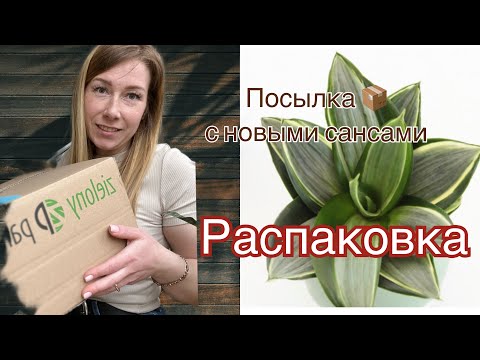 Видео: Распаковка новинок! Голландские новинки санс. #sansevieria #сансевиерия #сансы