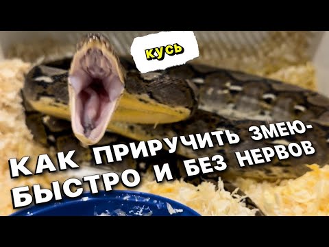 Видео: КАК ПРИРУЧИТЬ ЗМЕЮ - БЫСТРО И БЕЗ НЕРВОВ/РАБОТА С АГРЕССИВНЫМИ ЗМЕЯМИ