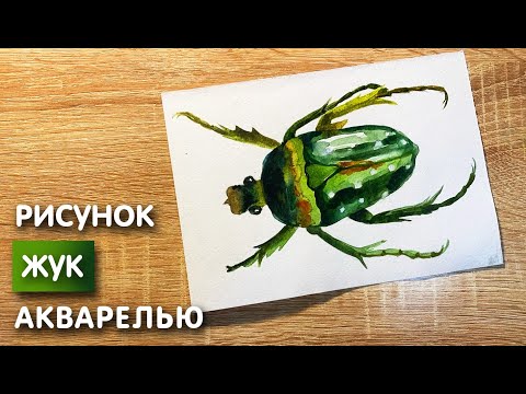 Видео: Как нарисовать жука карандашом и акварелью начинающим | Рисунок для детей