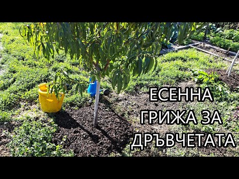 Видео: Първи слани, почистване на канна, есенна грижа за дръвчетата - Toni's permaculture garden