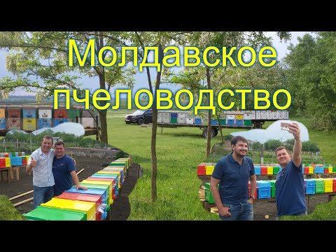 Видео: На пасеке Андрея Бодина (Молдова)