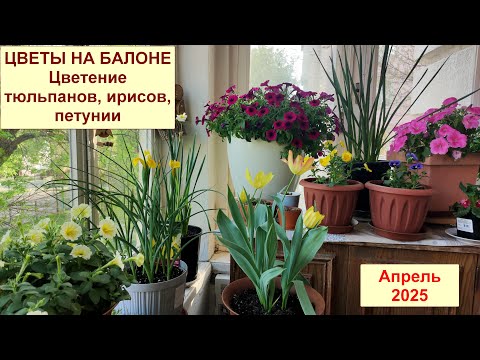 Видео: Цветы на балконе. Цветение тюльпанов и ирисов. Петунии второго года. Апрель 2025