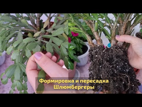 Видео: Пересадка и формировка Шлюмбергеры весной