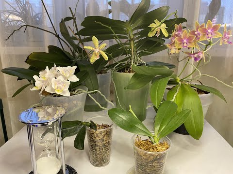 Видео: АДАПТАЦИЯ ДЕТОК ОРХИДЕЙ в самостоятельных посадках С ВОЗДУШНЫМИ КОРЕШКАМИ!