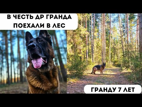 Видео: ГРАНДУ ИСПОЛНИЛОСЬ 7 ЛЕТ [влог] - прогулка в лесу