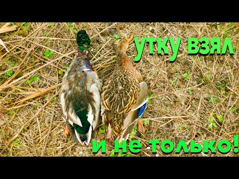 Видео: Охота на фазана! Но у меня сегодня КРУТОЙ трофей!! Два БОНУСА! Заходи и всё узнаешь!!!