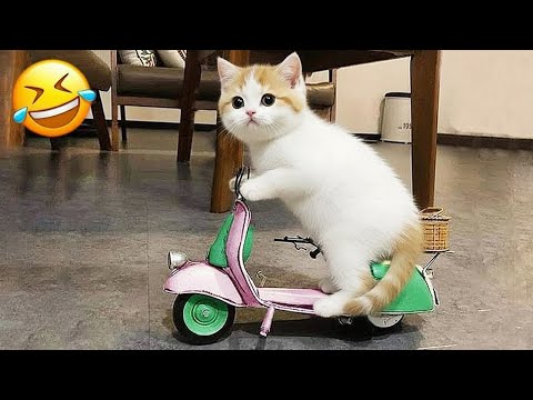 Видео: Забавные кошки и собаки заставят вас плакать от смеха!😹