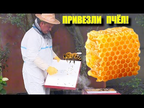 Видео: Привезли ПЧЁЛ! Что делать при расклеве у цыплят?