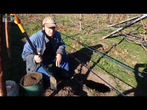 Видео: Посадка саженцев винограда осенью .