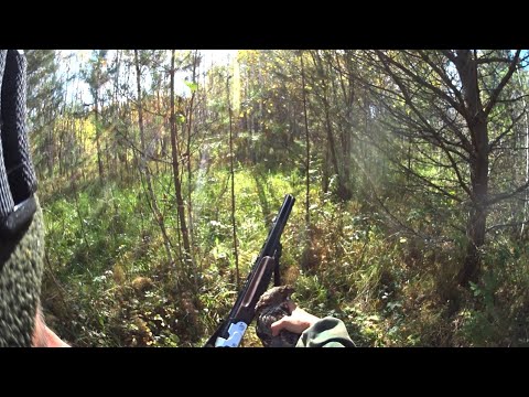 Видео: Опровергаю охотничьи приметы. С 20 калибром на рябчика