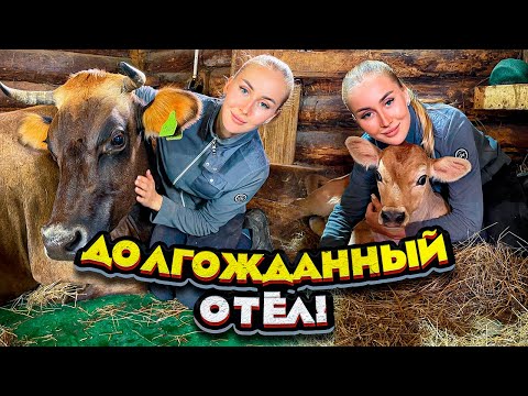 Видео: Отёл с ОПОЗДАНИЕМ В ГОД! Огромный телёнок! | Молодая Ферма