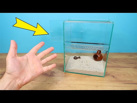 Видео: Мой Тарантул сбежал! Что делать? Я боюсь находиться в комнате!