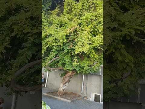 Видео: Севастополь ул. Ленина#крым2025