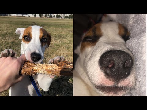 Видео: Мой день с собакой| день с щенком| дрессировка собаки| Джек Рассел Терьер