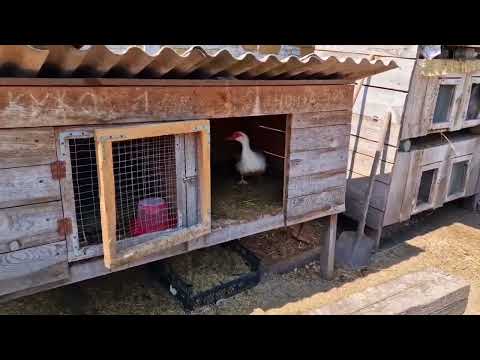 Видео: утят на вольные хлеба