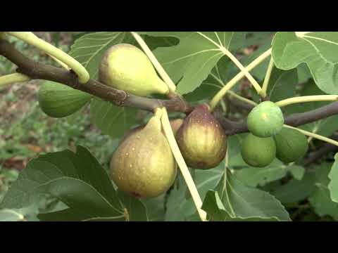 Видео: інжир Голіаф друга хвиля плодоношення