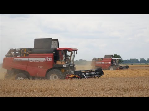 Видео: Уборка пшеницы / 6 комбайнов - GOMSELMASH GS12A1 PRO, GS12A1, 4 GS12 / МАЗы 5516, 5551 и др. /