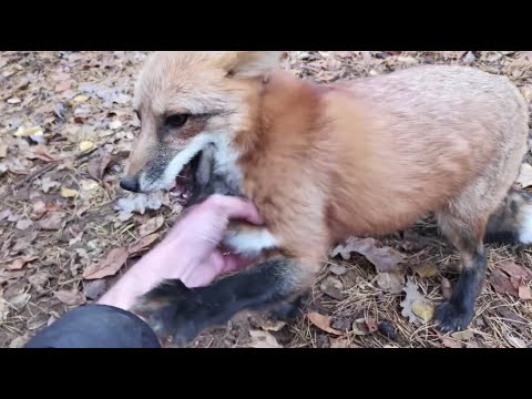 Видео: Ли Сяо / Alice the Fox Лиса Алиса (Лиса спорит и говорит, что листья принадлежат ей)