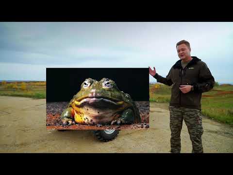 Видео: Какой может быть пятидверная НИВА БРОНТО, или препарирование Жабы