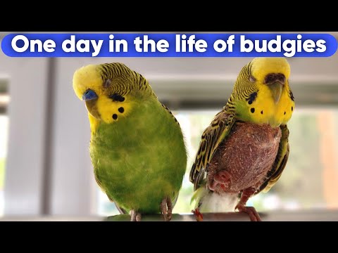 Видео: One day in the life of budgies / Один день из жизни волнистых попугайчиков