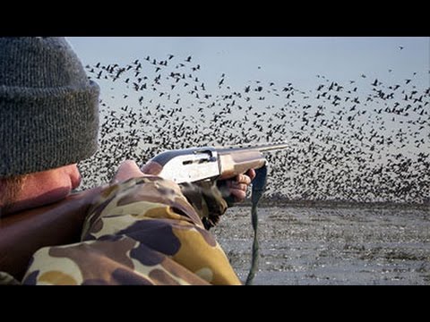 Видео: Үйрекке аңшылық