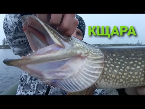 Видео: Как поймать Ямную ЩУКУ! Озеро Кщара. Рыбалка. Закрытие сезона!