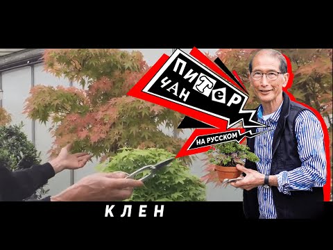 Видео: Бонсай из клена за 20 минут это ПРОСТО!