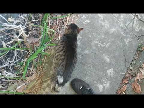 Видео: Кошка Машка испытывает жажду ! / The cat Masha looks thirsty!