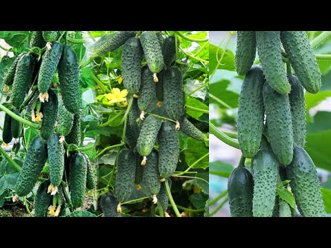 Видео: ТОЛЬКО ЭТИ ОГУРЦЫ ПОСАЖУ В 2024 ГОДУ, Урожай Собираю Вёдрами, Не Болеют, Вкусные, Можно Солить!