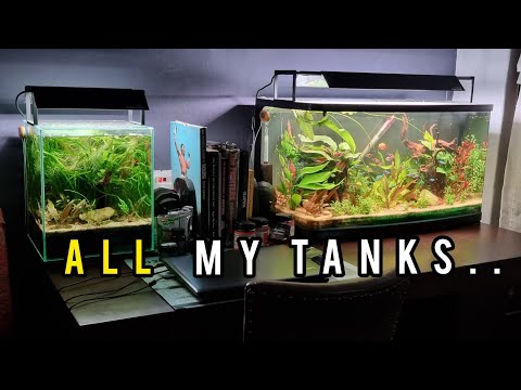 Видео: Обновление по ВСЕМ моим АКВАРИУМАМ, а также загрузка некоторых НОВЫХ проектов.