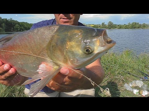 Видео: МОНТАЖ снасти, РЕЦЕПТ каши и РЫБАЛКА. Ловля ТОЛСТОЛОБА . My fishing