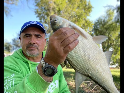 Видео: Прикормка подтянула рыбу не по снастям. Лещи и карпы.