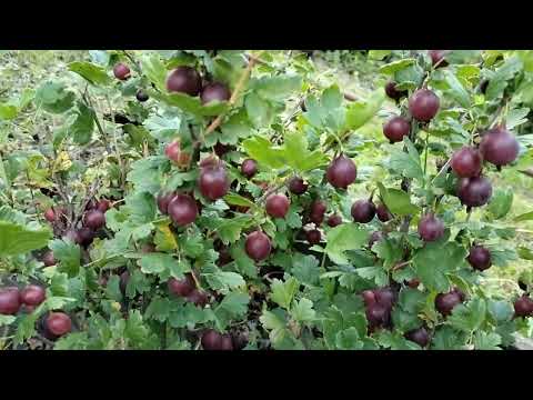 Видео: Саженцы крыжовника 🙂 через сколько лет после посадки  будут ягоды 😀