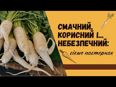 Видео: Як посіяти та виростити пастернак