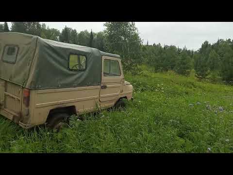 Видео: Фацелия  распускается  , цветёт . Пчелы на ней ...... одна по одной .