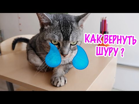 Видео: КОТ СЛАДУН ЛИШИЛСЯ ШКОЛЬНОЙ ПОДРУГИ