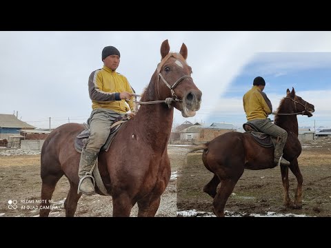 Видео: БУЛ АТТЫ КӨРБӨГӨНДӨР АРМАНДА  10 февраля 2022 г.