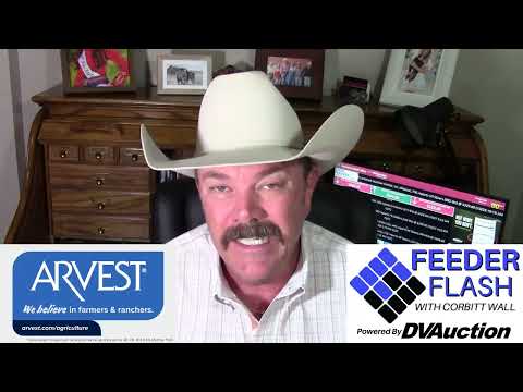Видео: Feeder Flash 10/29: Рынок крупного рогатого скота против правительства