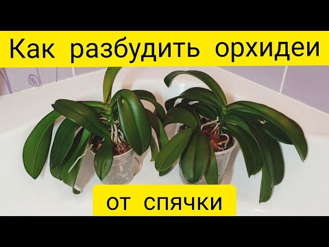 Видео: Как разбудить орхидеи от спячки Горячий душ, японское удобрение и стимулирующий раствор для орхидей