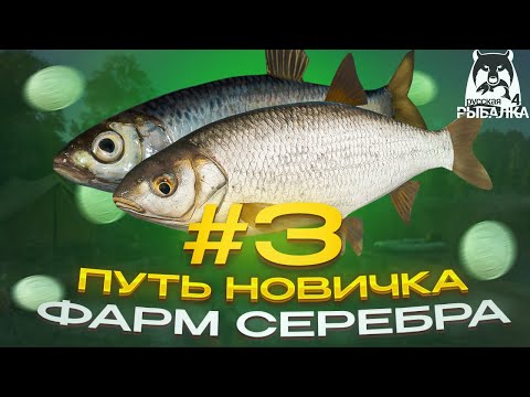 Видео: ПУТЬ НОВИЧКА #3 | ФАРМ СЕРЕБРА | РУССКАЯ РЫБАЛКА 4