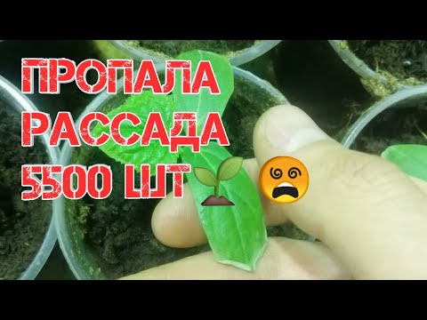 Видео: ПРОПАЛА РАССАДА 5500 шт 🤦!!!! Основные моменты!