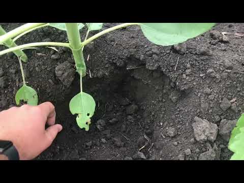 Видео: Вторая подкормка подсолнуха Syngenta Kupava по листу 24.06.2022