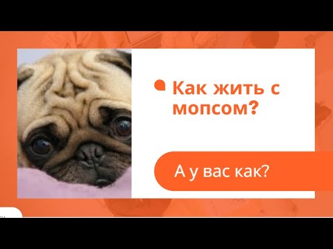 Видео: Как жить с мопсом? Мопс - как правильно дрессировать мопса