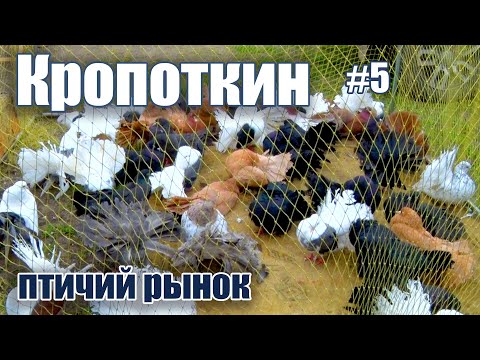 Видео: Птичий рынок. Кропоткин. Часть 5. [25.04.2021]