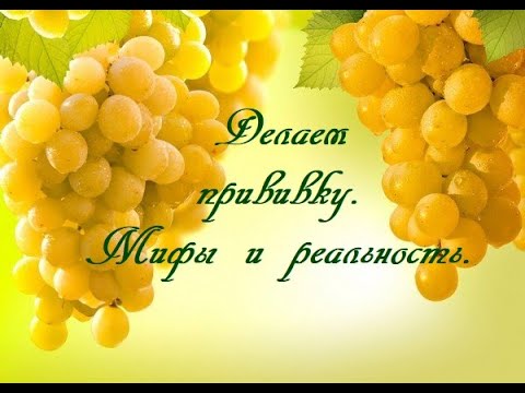 Видео: Делаем прививку винограда.Мифы и реальность.