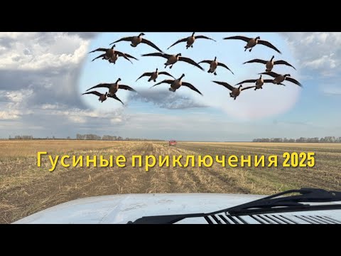 Видео: Гусиная охота 2025 г. Шурпа из гуся в Афганском казане .