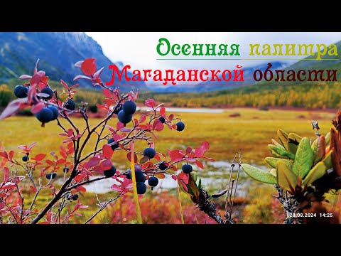 Видео: Осенняя палитра магаданской области