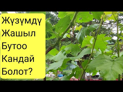 Видео: Жүзүмду Жазында кантип бутайт!